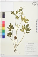 茴茴蒜藏品圖，第1張