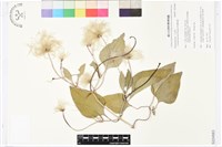 屏東鐵線蓮藏品圖，第1張