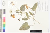 屏東鐵線蓮藏品圖，第1張