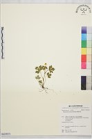 鹿場毛茛藏品圖，第1張