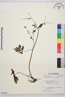 辣子草、揚子毛茛藏品圖，第1張