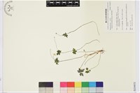 匍枝銀蓮花藏品圖，第1張
