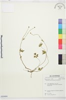 蓬萊毛茛藏品圖，第1張