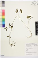 串鼻龍藏品圖，第1張