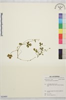 鹿場毛茛藏品圖，第1張