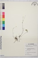 傅氏唐松草藏品圖，第1張