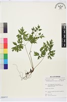 單穗升麻藏品圖，第1張