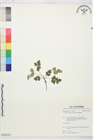 高山鐵線蓮藏品圖，第1張