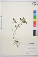 密葉唐松草藏品圖，第1張