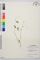 傅氏唐松草藏品圖，第1張