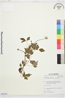 繡球藤藏品圖，第1張