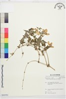 繡球藤藏品圖，第1張