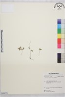 南湖唐松草藏品圖，第1張