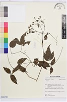 登錄號:S224792藏品圖，第1張