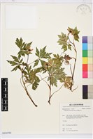 多果雞爪草藏品圖，第1張