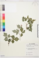 高山鐵線蓮藏品圖，第1張