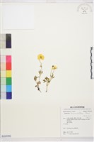 蓬萊毛茛藏品圖，第1張