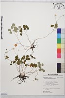 傅氏唐松草藏品圖，第1張