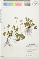 五葉黃連藏品圖，第1張