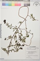 臺灣黃鱔藤藏品圖，第1張