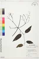 柱果鐵線蓮藏品圖，第1張