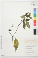 長花九頭獅子草、山藍藏品圖，第1張