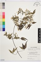 臺灣鐵線蓮藏品圖，第1張