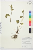 毛茛藏品圖，第1張