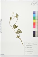 毛茛藏品圖，第1張