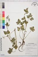 辣子草、揚子毛茛藏品圖，第1張