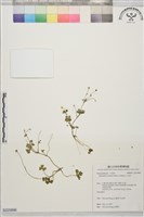 小毛茛藏品圖，第1張