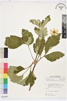 小白頭翁、野棉花藏品圖，第1張