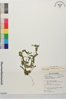 黑龍江柳葉菜藏品圖，第1張