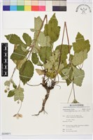 小白頭翁、野棉花藏品圖，第1張