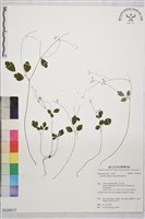 傅氏唐松草藏品圖，第1張