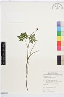多果雞爪草藏品圖，第1張