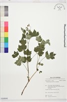 高山鐵線蓮藏品圖，第1張