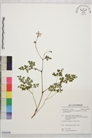 微毛爪哇唐松草藏品圖，第1張