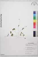 傅氏唐松草藏品圖，第1張