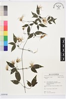 彭氏鐵線蓮藏品圖，第1張