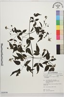 田村氏鐵線蓮藏品圖，第1張