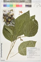 橙花破布子藏品圖，第1張