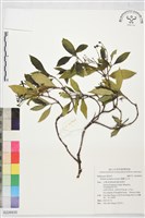 錫蘭玉心花藏品圖，第1張