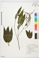 長梗紫麻藏品圖，第1張