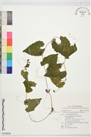 黑果馬交兒藏品圖，第1張