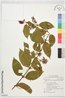 恆春鉤藤藏品圖，第1張