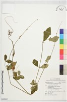 假川牛膝藏品圖，第1張