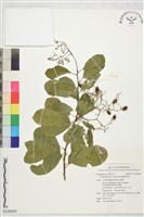 齒葉破布木藏品圖，第1張