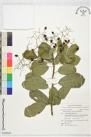 齒葉破布木藏品圖，第1張