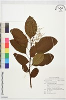 厚殼樹藏品圖，第1張